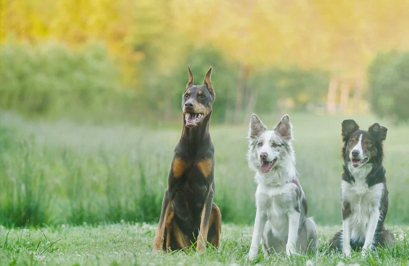 charlotte nc dog trainer