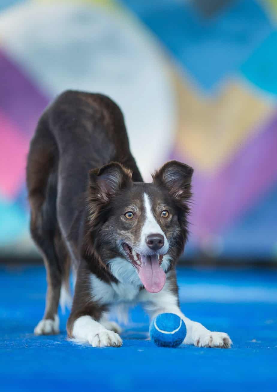 dog training charlotte nc, Dog trainers charlotte nc, Charlotte dog