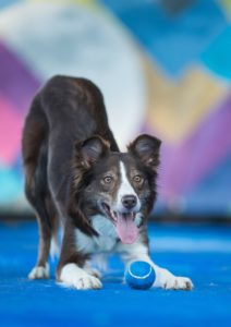 dog training fort mill 