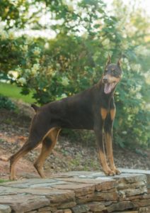 rock hill dog training