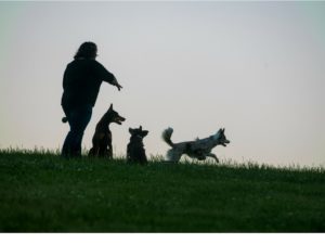 Taking turns dog training