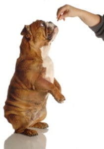 reward dog training