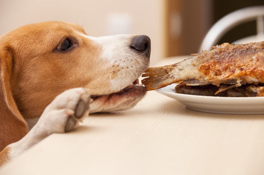 Dog Dog stealing food from the dinner table