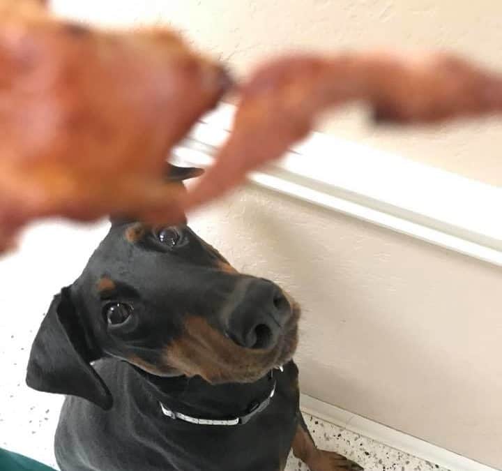 doberman bacon