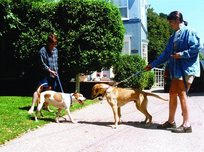 Leash Aggression: Eliminating Dog Reactivity