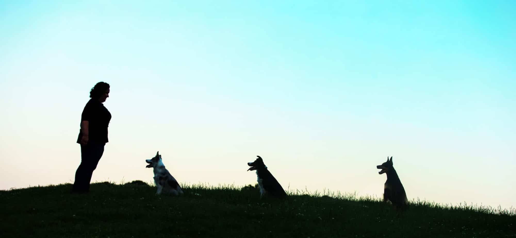 Charlotte dog trainers Charlotte dog trainers
