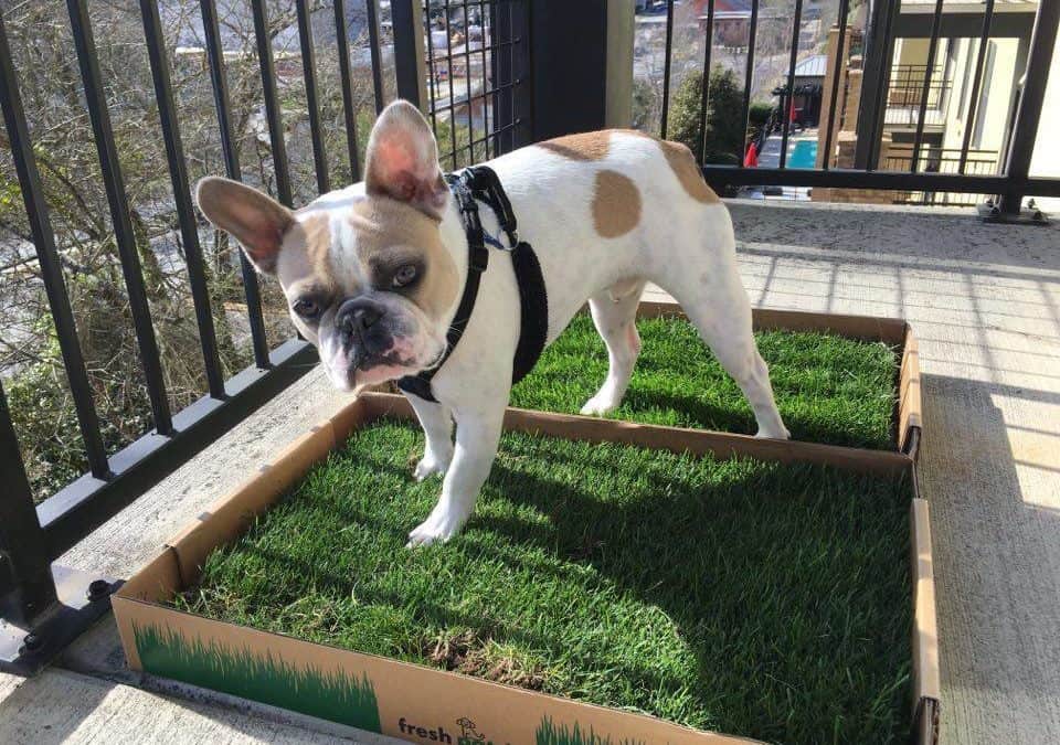 Puppy Potty Training Charlotte nc and Training Tips for Dog Potty Training