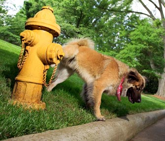 potty training for dogs near me