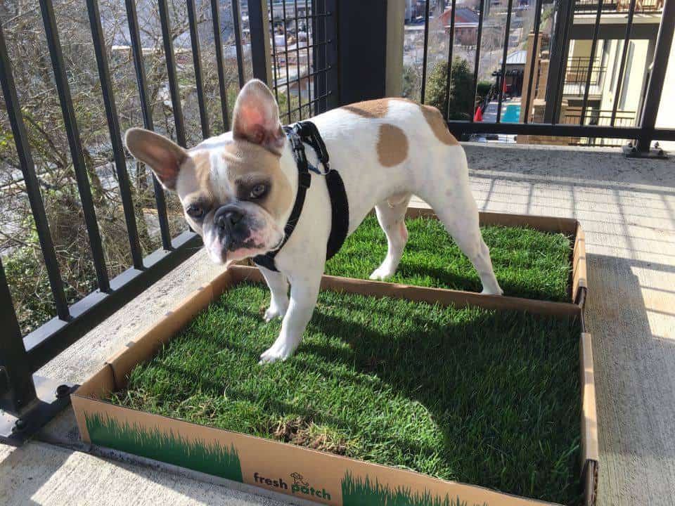 dog potty training services near me