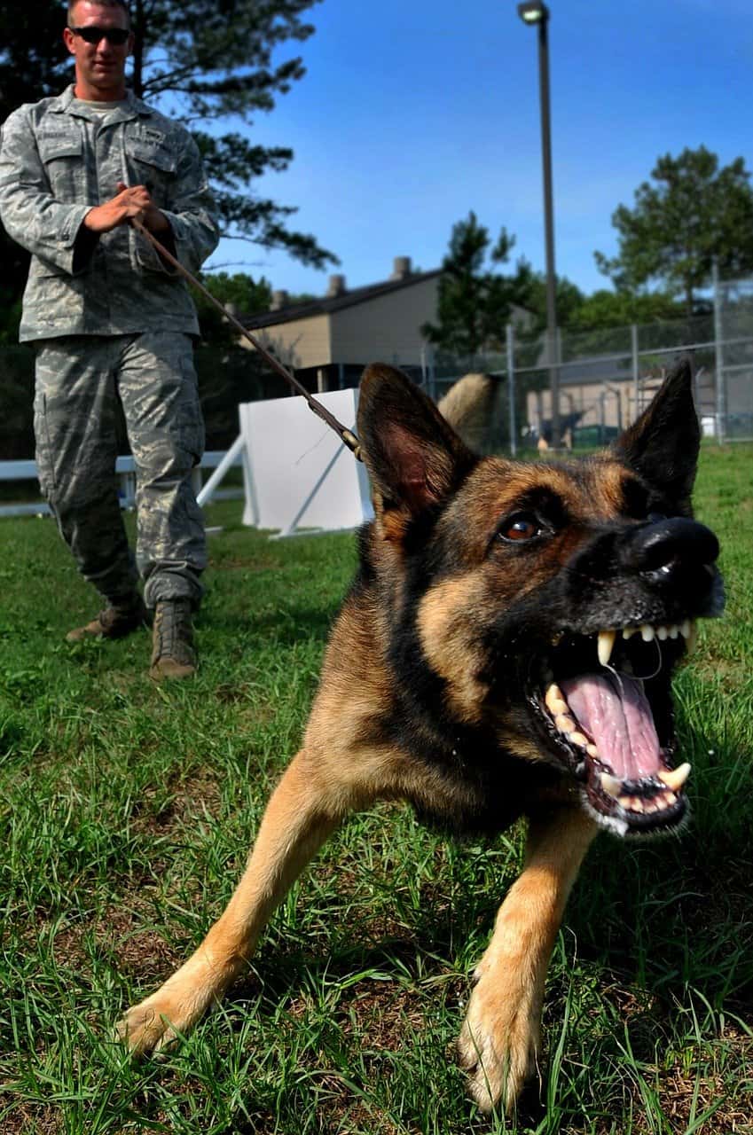 Aggressive dog training charlotte nc