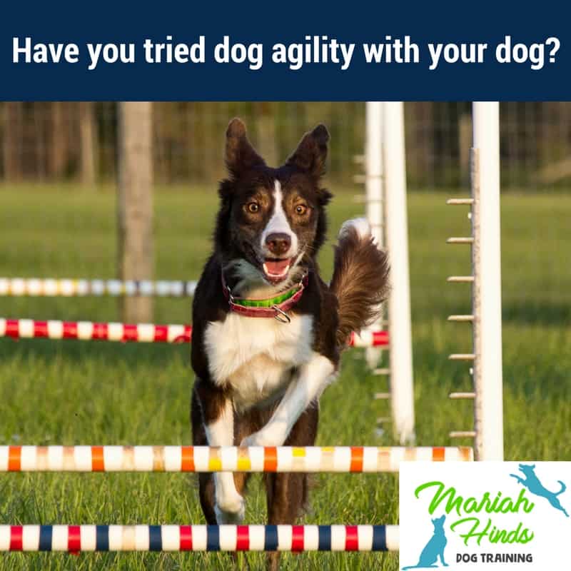 Dog agility Charlotte NC