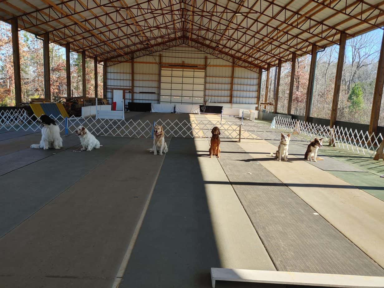 charlotte dog training classes