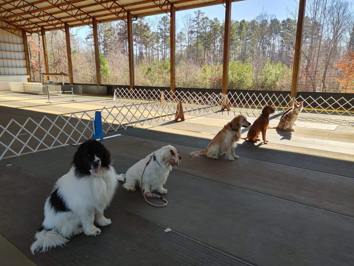 dog trainers gastonia nc