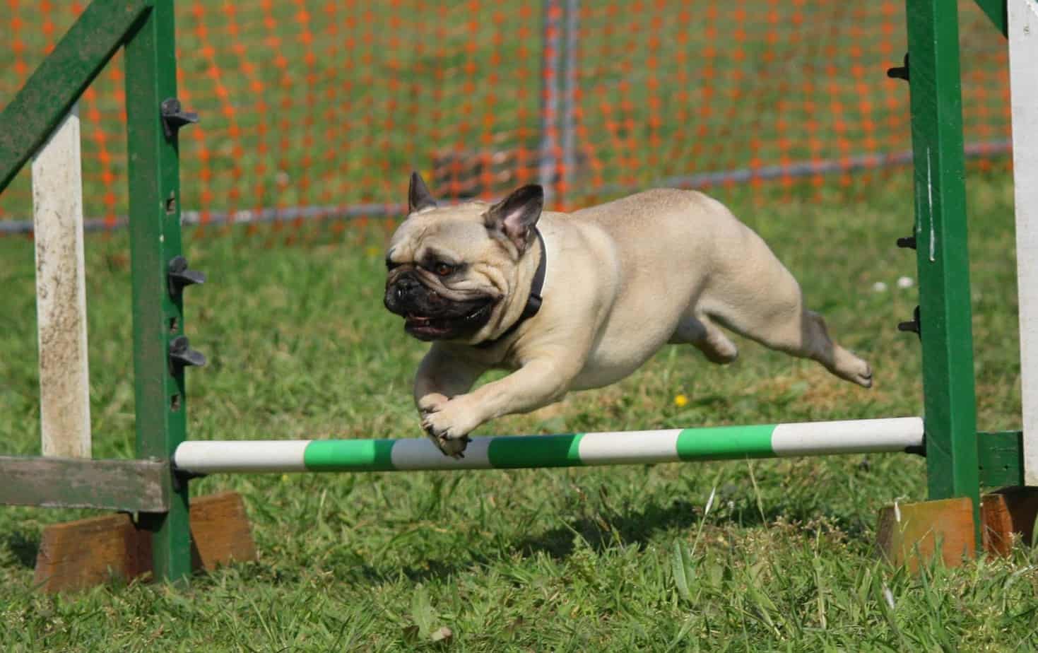 dog agility training charlotte nc