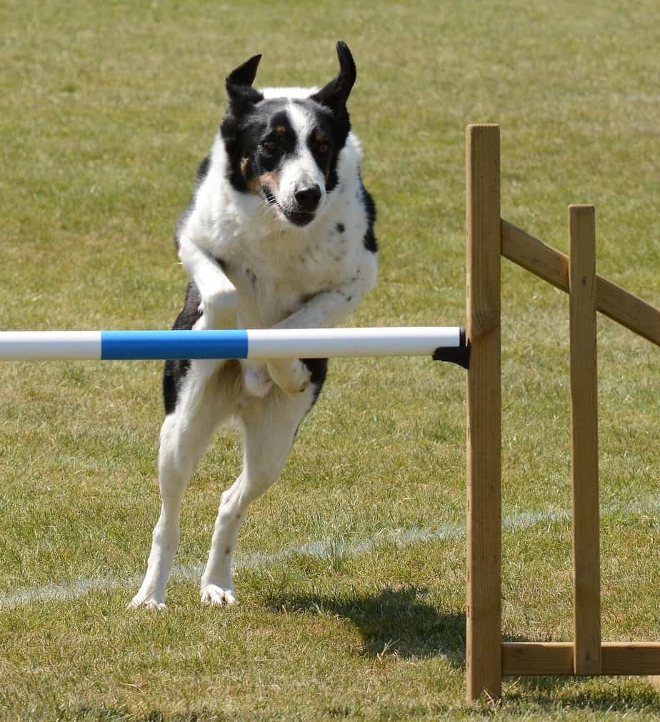 dog agility training Charlotte