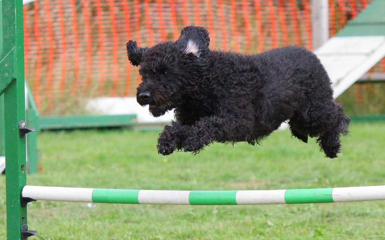 dog agility course charlotte nc
