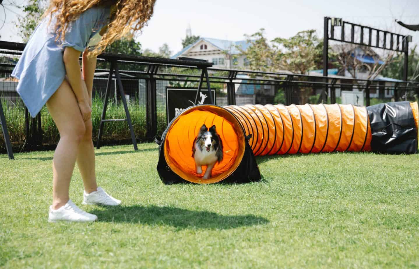 dog agility course charlotte nc