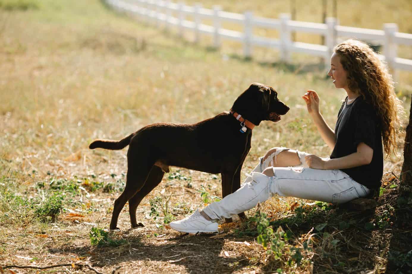 Charlotte dog training Classes