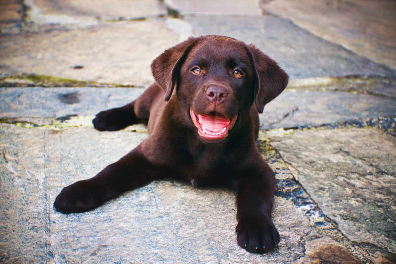 pexels-helena-lopes-1790444 Puppy obedience training Charlotte nc