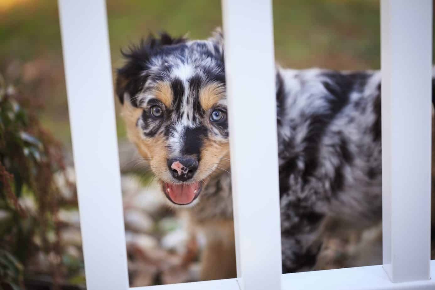 Puppy potty training charlotte nc