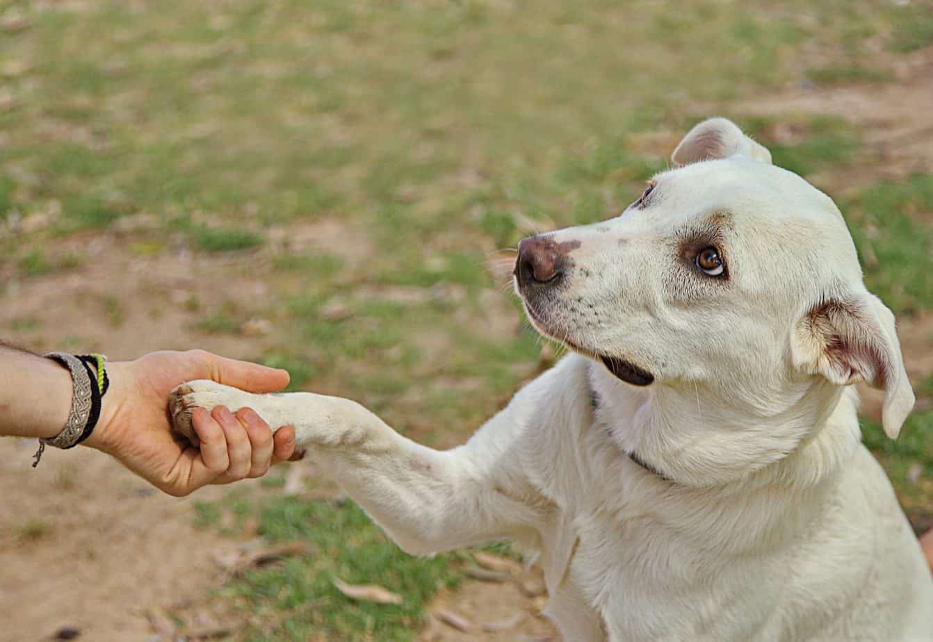 Anxiety Dog Training Near Me