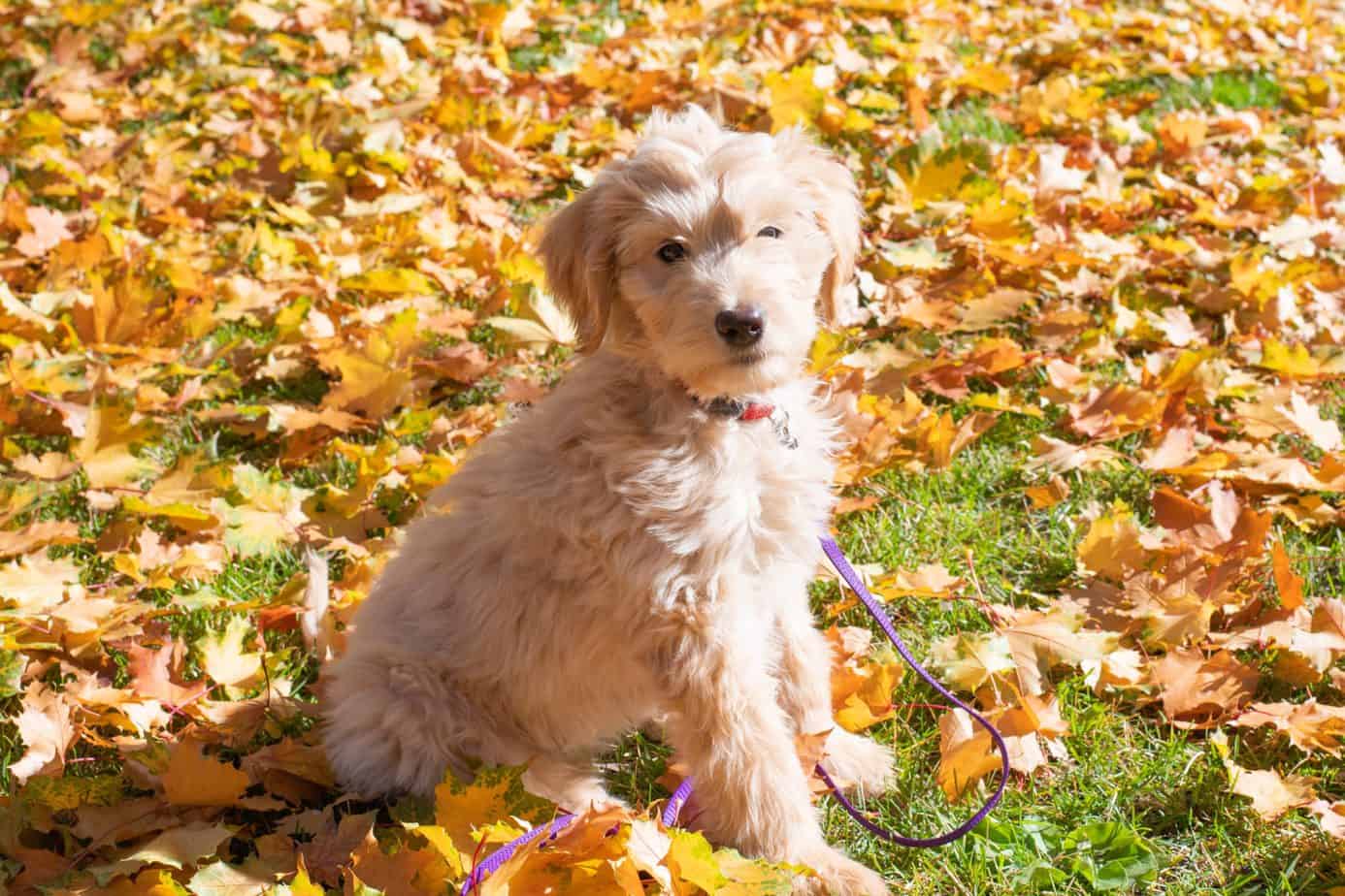 Puppy training classes charlotte nc