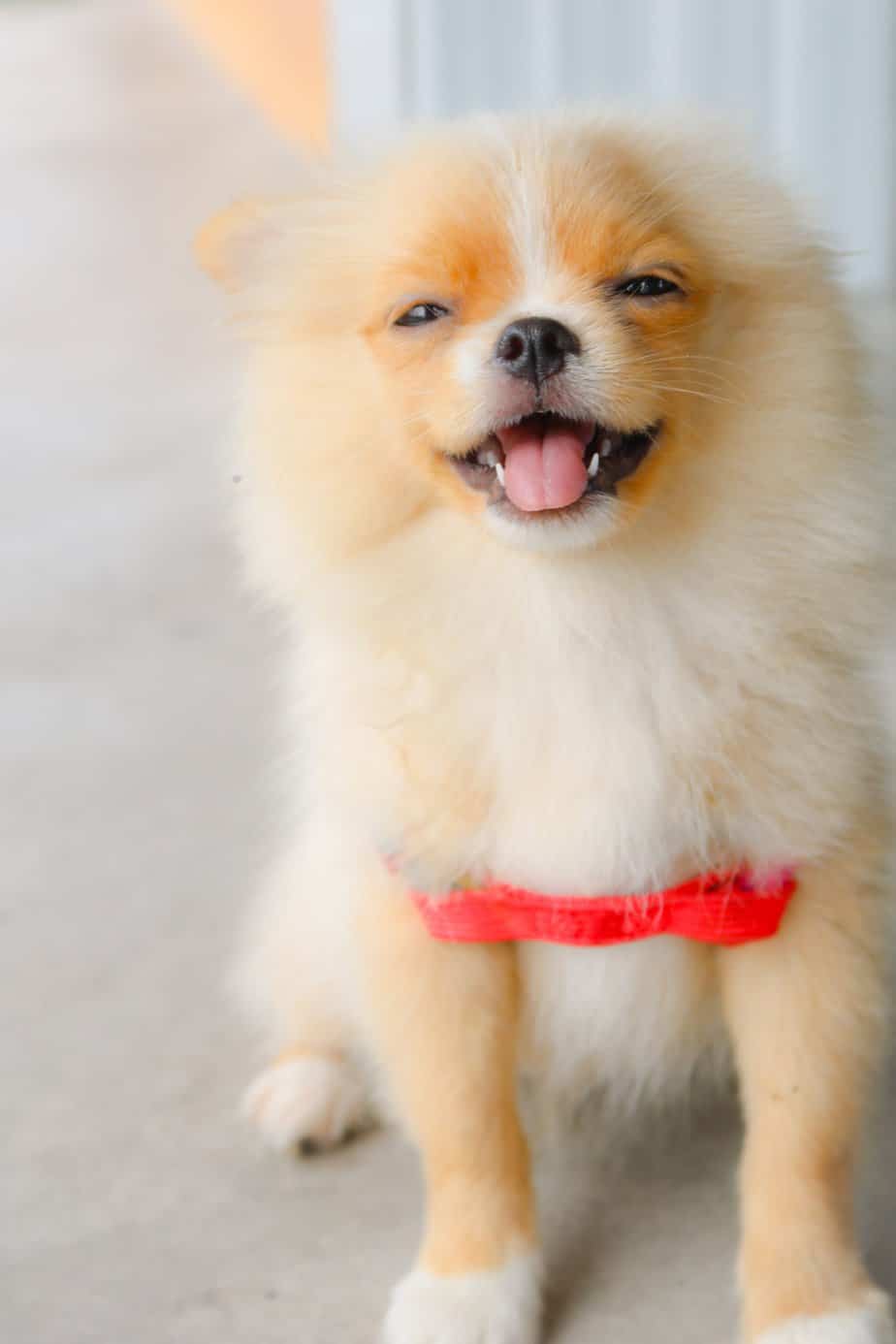 pexels-vanserline-vandenberg-1619690 puppy training charlotte nc
