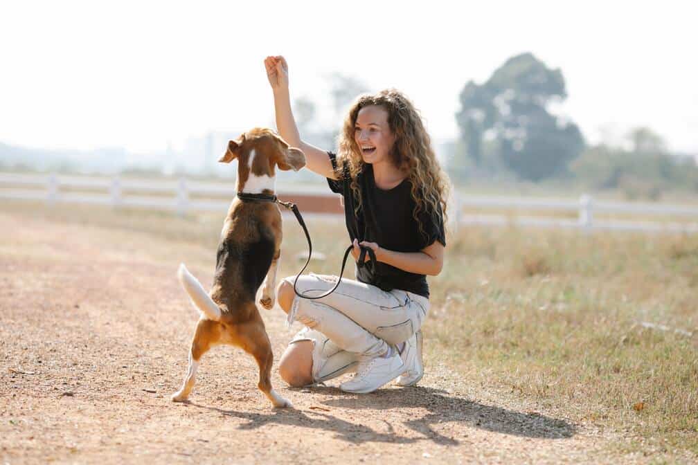 charlotte nc in home dog training charlotte nc in home dog training