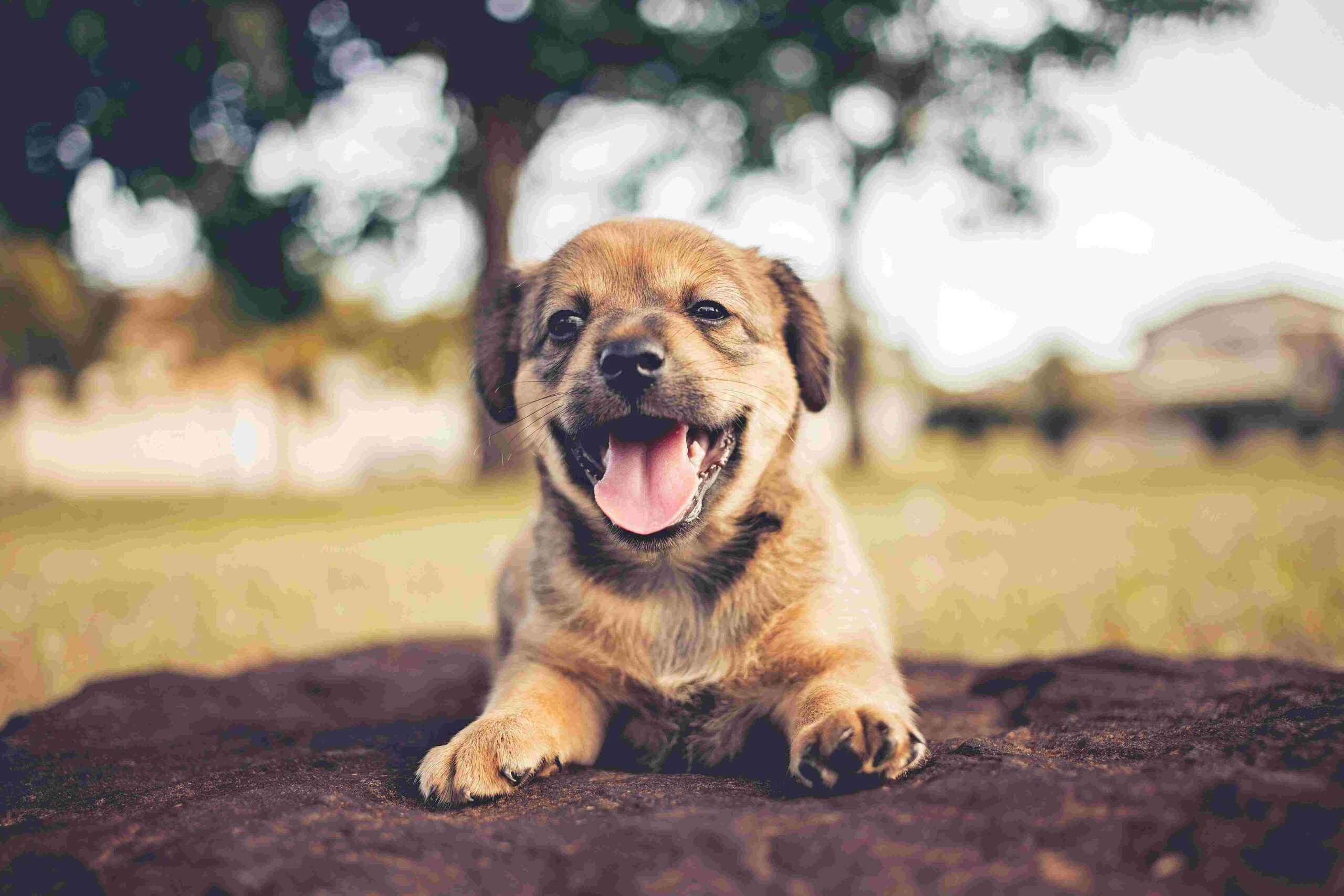 Puppy Kindergarten Charlotte nc