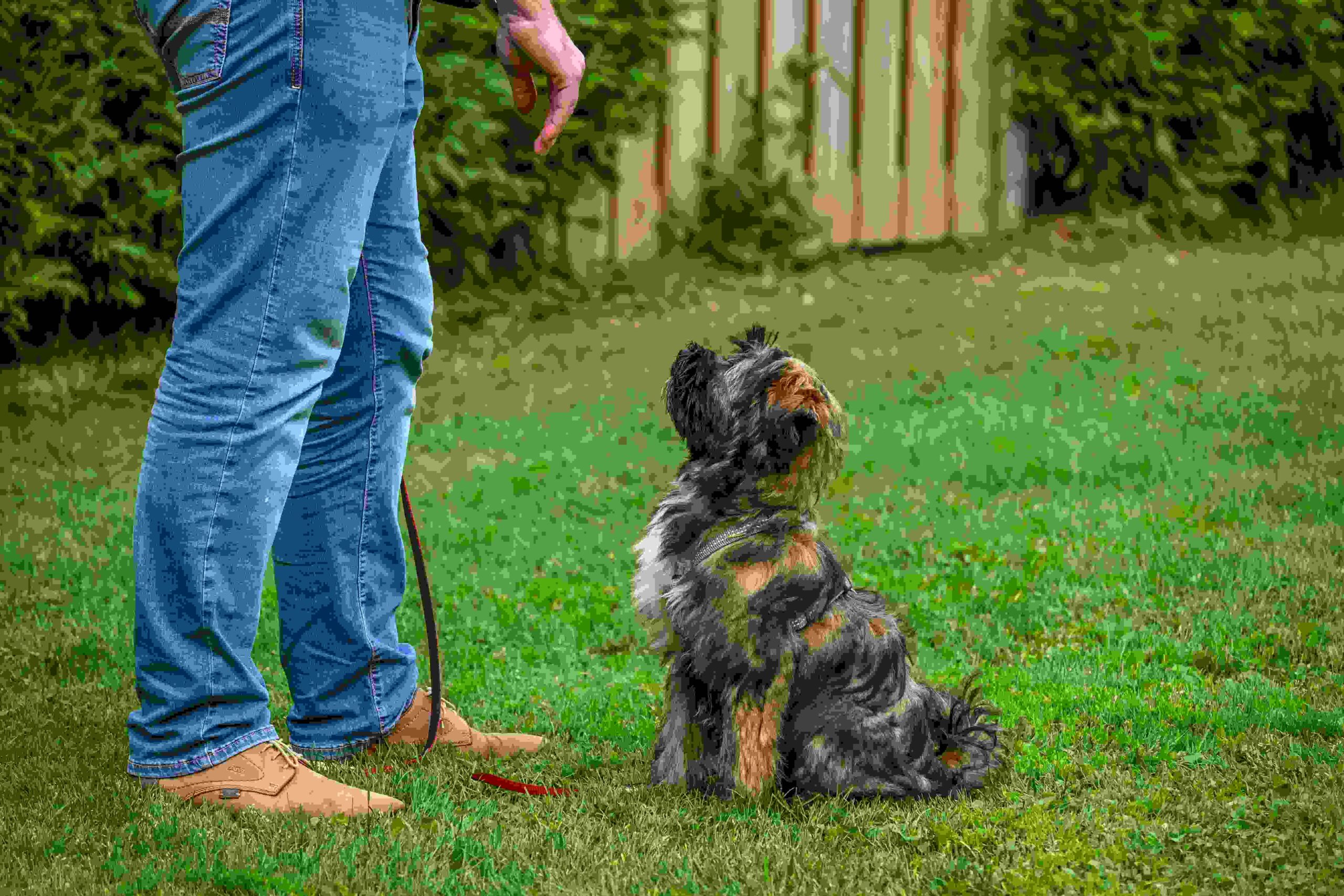 potty training camp for dogs