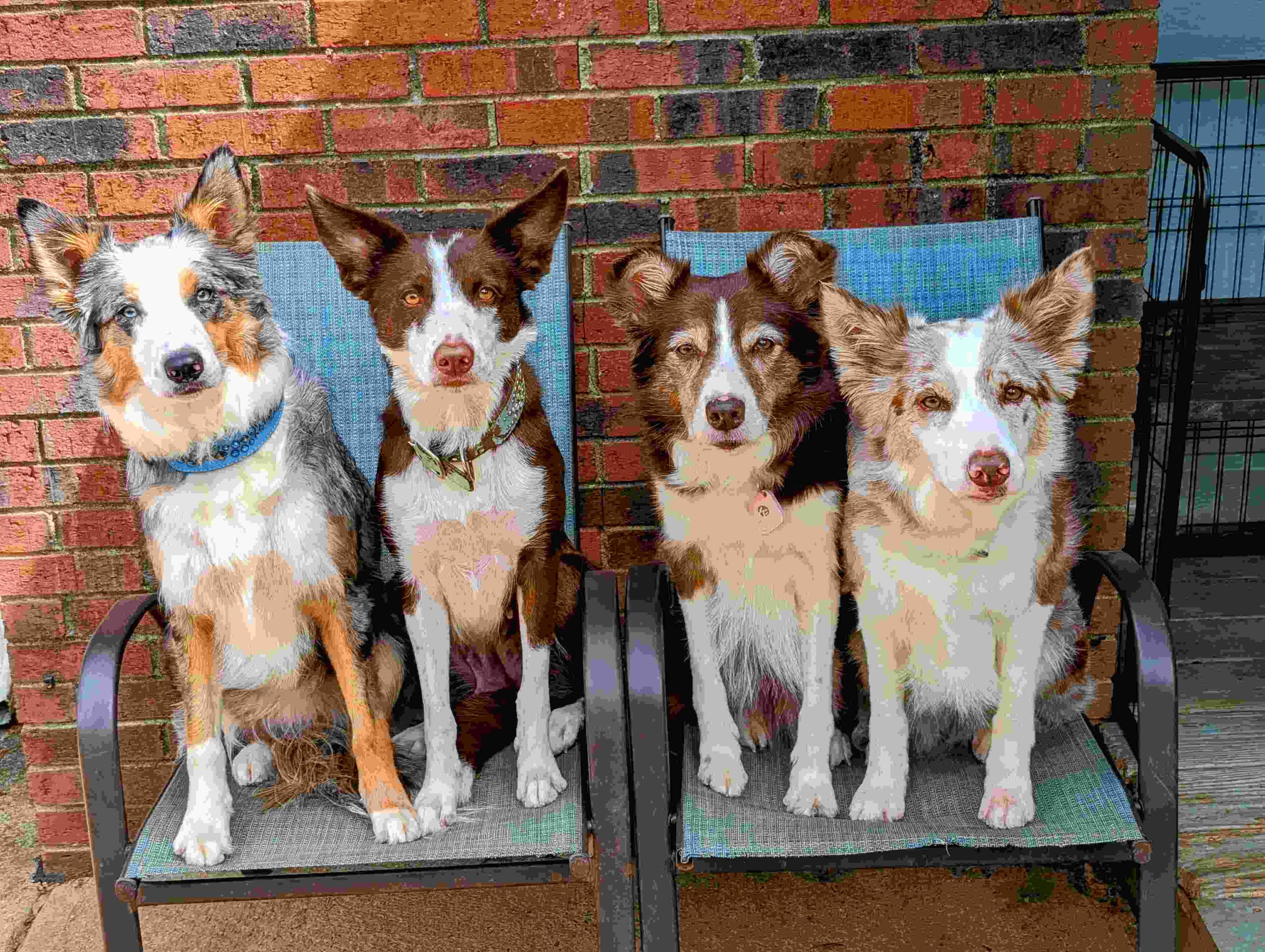 best dog trainers in charlotte