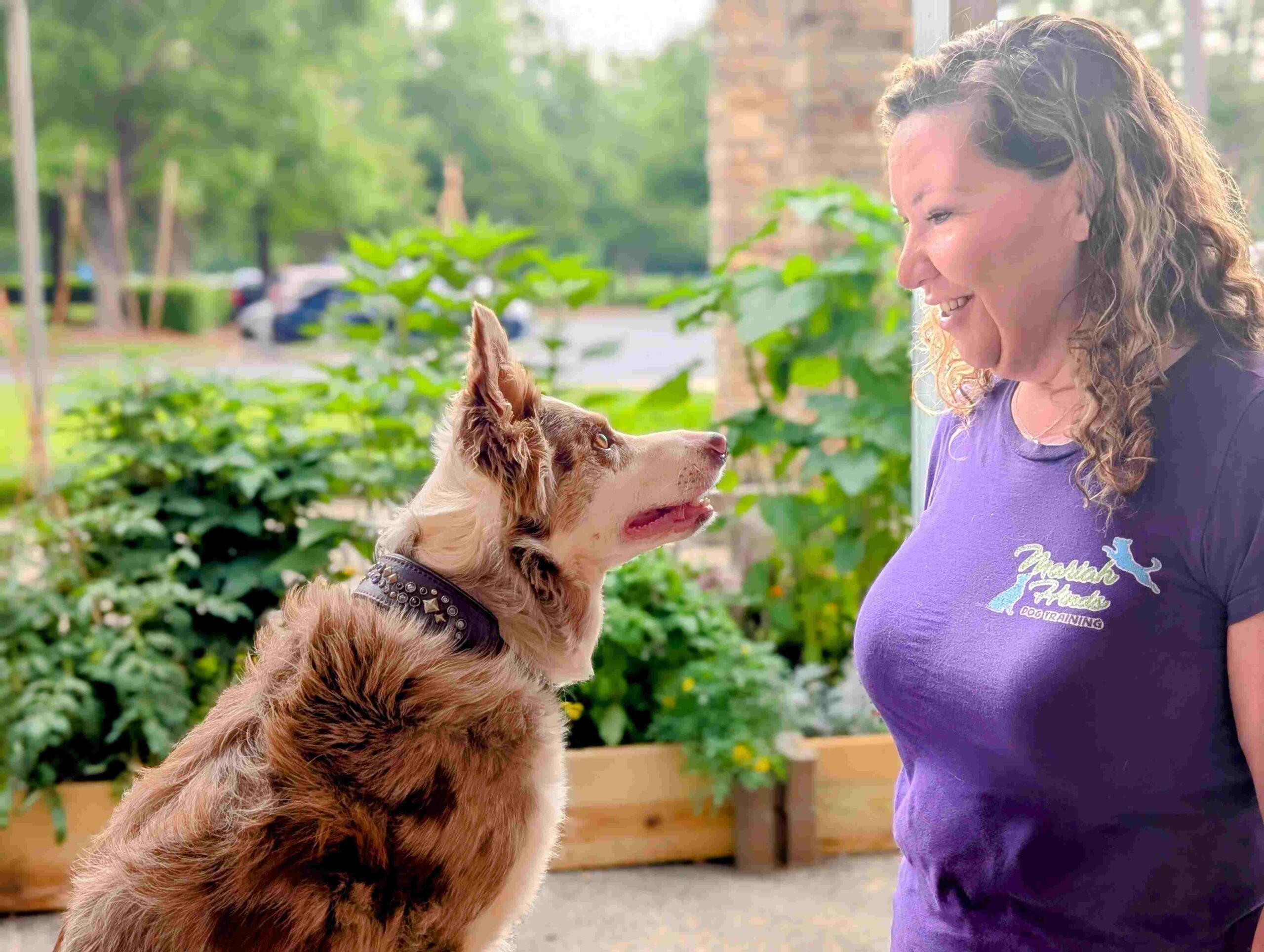 dog trainers in charlotte nc